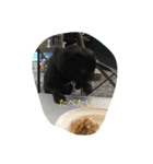 黒パグのハルと猫のクッキー（個別スタンプ：7）