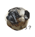 for the moment pug2（個別スタンプ：3）