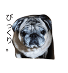 for the moment pug2（個別スタンプ：5）