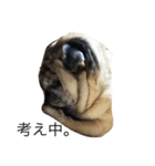 for the moment pug2（個別スタンプ：8）