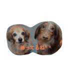 Pucci ＆ Marble（個別スタンプ：4）