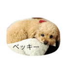 ベッキー。クレオ。ココちゃん（個別スタンプ：7）