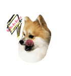 Enjoy tne fun of Mamoo（個別スタンプ：2）