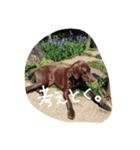 ポインター犬（個別スタンプ：1）