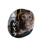ポインター犬（個別スタンプ：3）