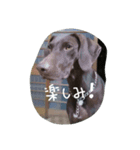ポインター犬（個別スタンプ：4）