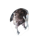 ポインター犬（個別スタンプ：5）