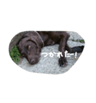 ポインター犬（個別スタンプ：6）