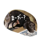 ポインター犬（個別スタンプ：9）