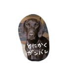ポインター犬（個別スタンプ：10）