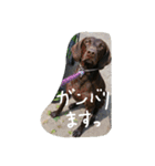 ポインター犬（個別スタンプ：15）