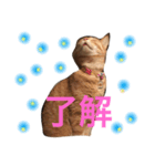 ネコ好き（個別スタンプ：1）