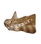 ネコ好き（個別スタンプ：7）