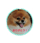 ポメラニアン・蘭ちゃん（個別スタンプ：1）
