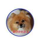 ポメラニアン・蘭ちゃん（個別スタンプ：3）