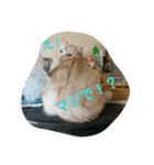 にゃんこの1日（個別スタンプ：4）