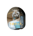 にゃんこの1日（個別スタンプ：6）