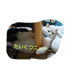 にゃんこの1日（個別スタンプ：7）
