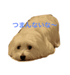 Maxi-Dog Haru（個別スタンプ：1）