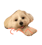 Maxi-Dog Haru（個別スタンプ：2）