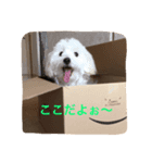Maxi-Dog Haru（個別スタンプ：3）