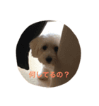 Maxi-Dog Haru（個別スタンプ：5）
