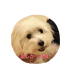 Maxi-Dog Haru（個別スタンプ：6）