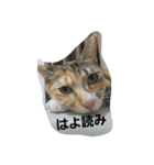 ちゃたびー（個別スタンプ：7）