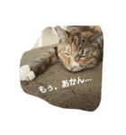ちゃたびー（個別スタンプ：10）
