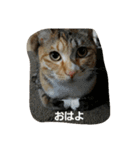 ちゃたびー（個別スタンプ：14）