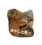 ちゃたびー（個別スタンプ：16）