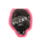 てへぺろ(黒プー)（個別スタンプ：1）