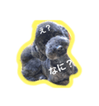 てへぺろ(黒プー)（個別スタンプ：2）