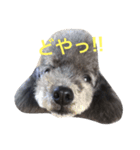 てへぺろ(黒プー)（個別スタンプ：3）