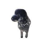 てへぺろ(黒プー)（個別スタンプ：4）