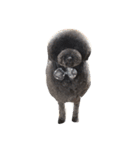 てへぺろ(黒プー)（個別スタンプ：7）