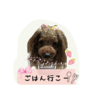 トイプードルゆずちゃん。ラブリー甘えんぼ（個別スタンプ：2）