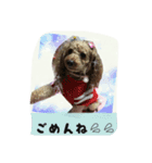 トイプードルゆずちゃん。ラブリー甘えんぼ（個別スタンプ：3）
