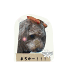 トイプードルゆずちゃん。ラブリー甘えんぼ（個別スタンプ：4）