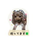 トイプードルゆずちゃん。ラブリー甘えんぼ（個別スタンプ：5）