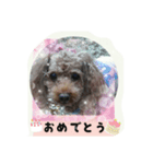トイプードルゆずちゃん。ラブリー甘えんぼ（個別スタンプ：6）