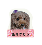 トイプードルゆずちゃん。ラブリー甘えんぼ（個別スタンプ：7）