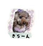 トイプードルゆずちゃん。ラブリー甘えんぼ（個別スタンプ：11）