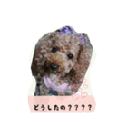 トイプードルゆずちゃん。ラブリー甘えんぼ（個別スタンプ：12）