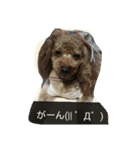 トイプードルゆずちゃん。ラブリー甘えんぼ（個別スタンプ：15）