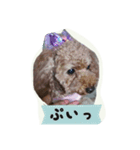 トイプードルゆずちゃん。ラブリー甘えんぼ（個別スタンプ：16）