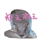 ゆるくて可愛いカワウソさん（個別スタンプ：2）