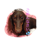ダックスフントちゃん（個別スタンプ：3）