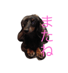 ダックスフントちゃん（個別スタンプ：4）