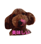 トイプードルの一言（個別スタンプ：1）
